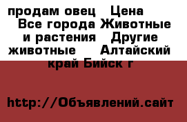  продам овец › Цена ­ 100 - Все города Животные и растения » Другие животные   . Алтайский край,Бийск г.